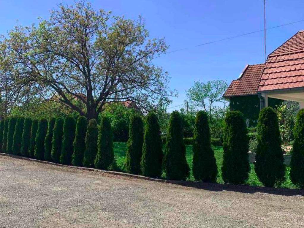 Foto 19