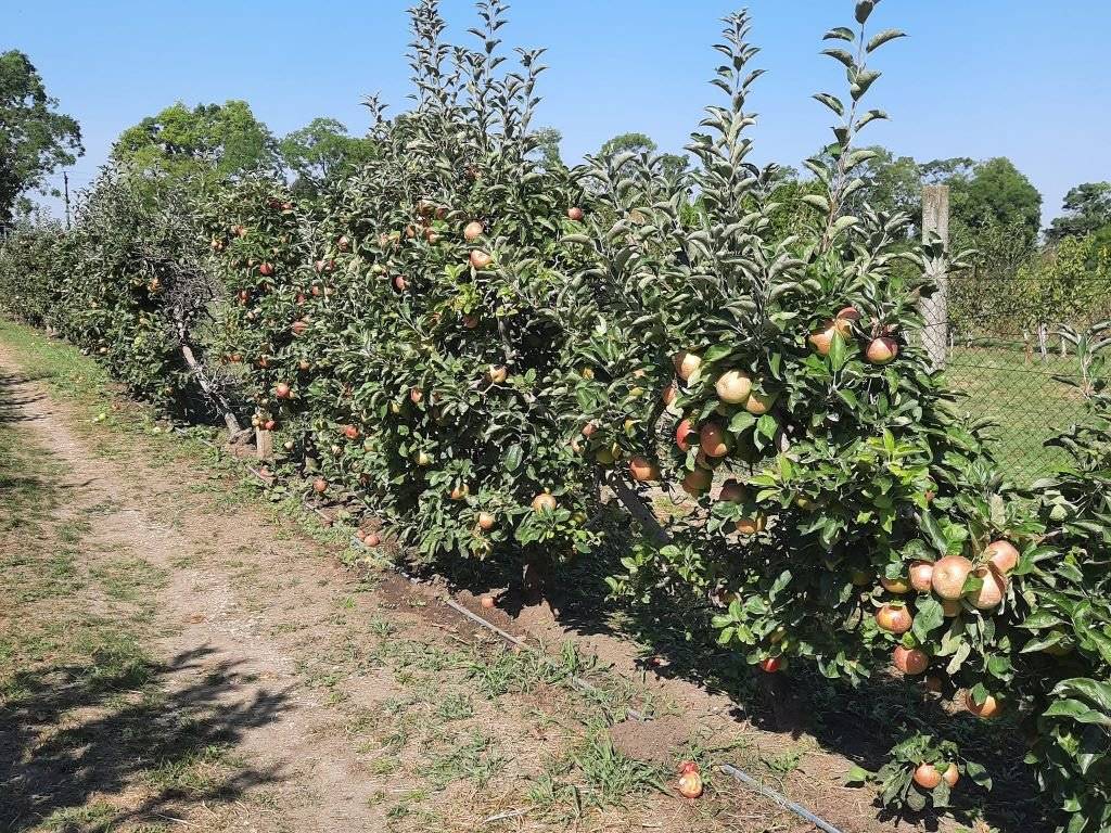 Foto 6