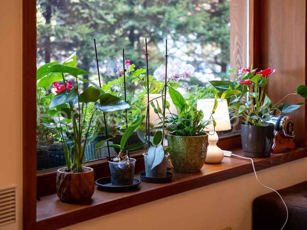 Foto 32