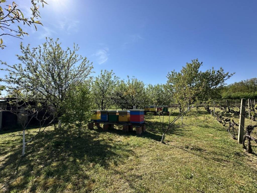 Foto 19