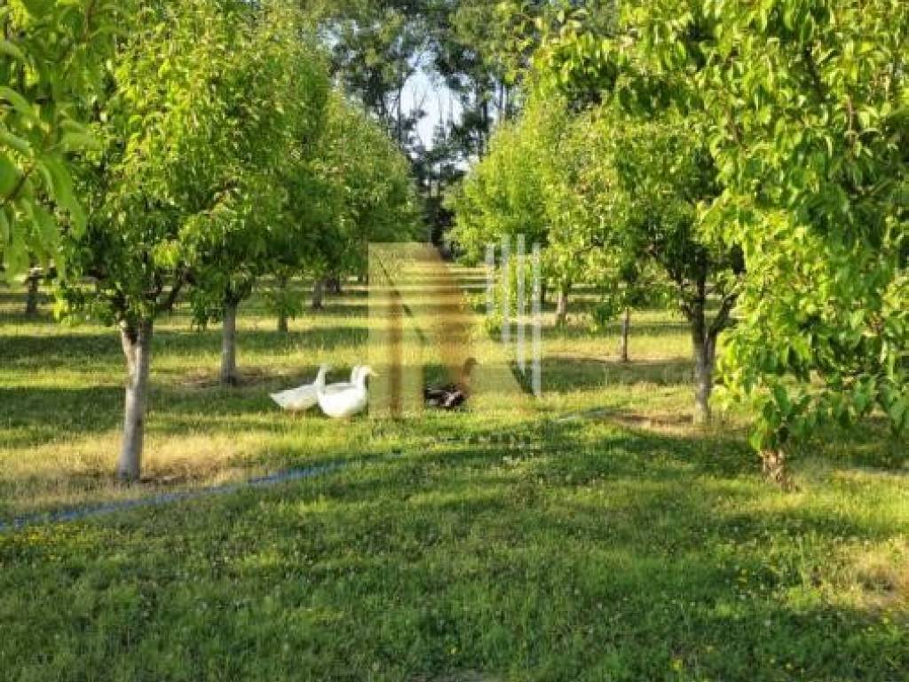 Foto 55