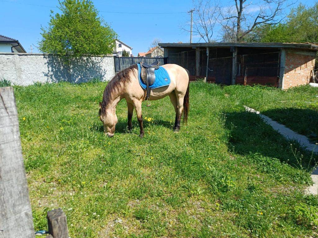 Foto 41