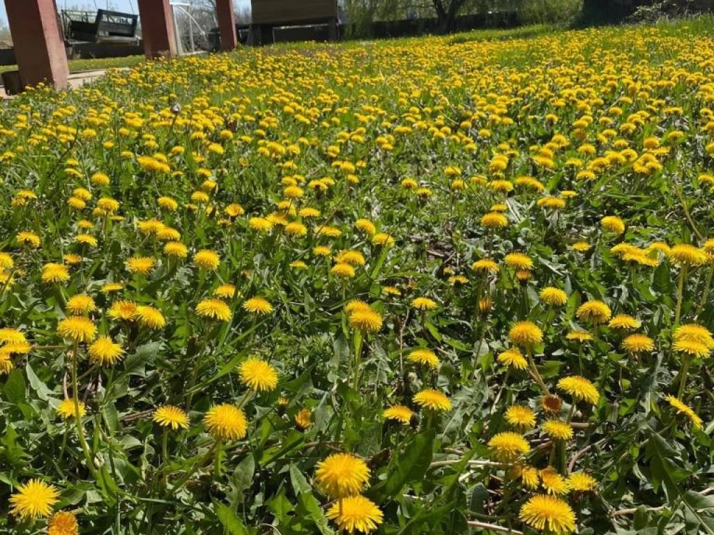 Foto 43