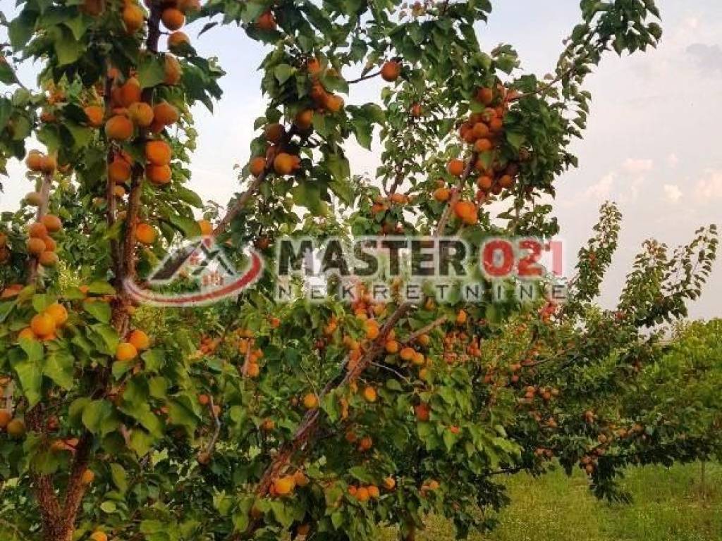 Foto 19