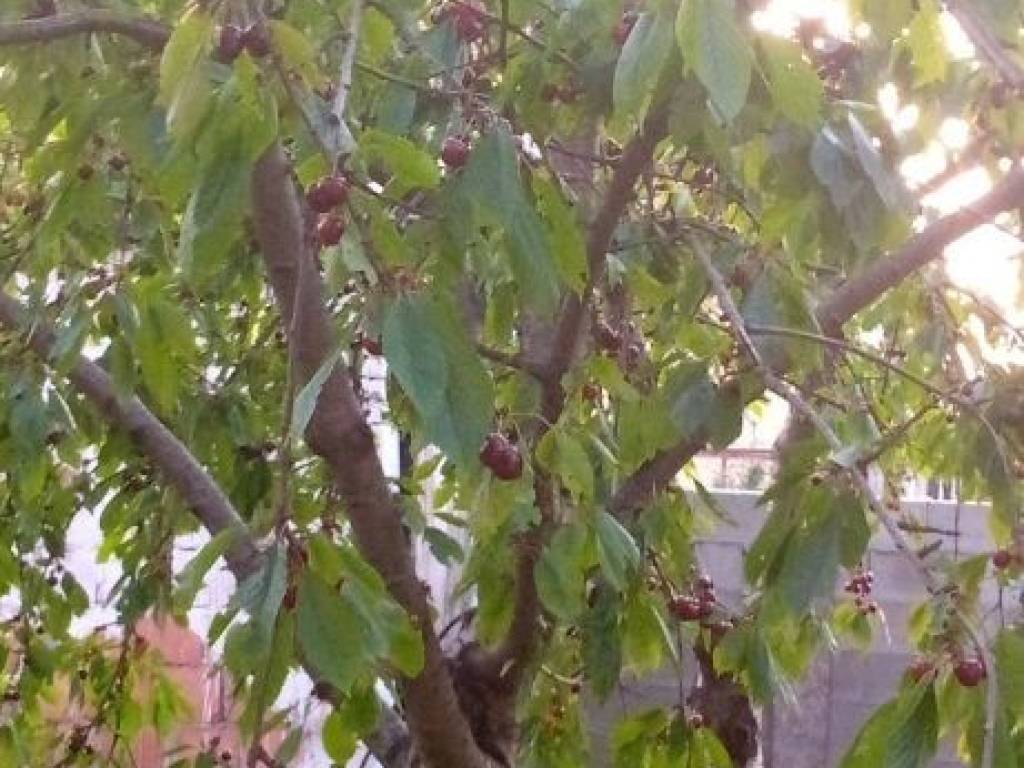 Foto 9