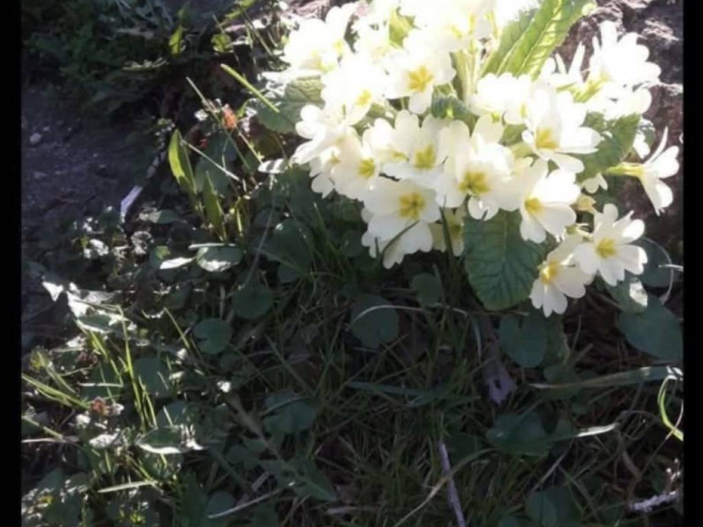 Foto 41