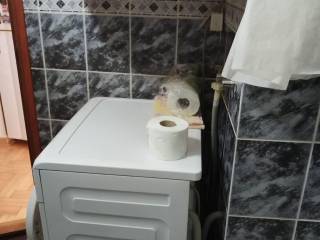 KUPATILO