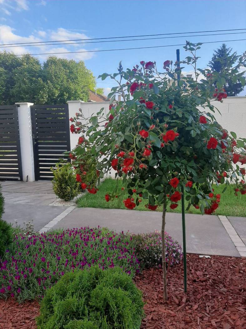 Kuća – Stara Pazova - Prikaz 3